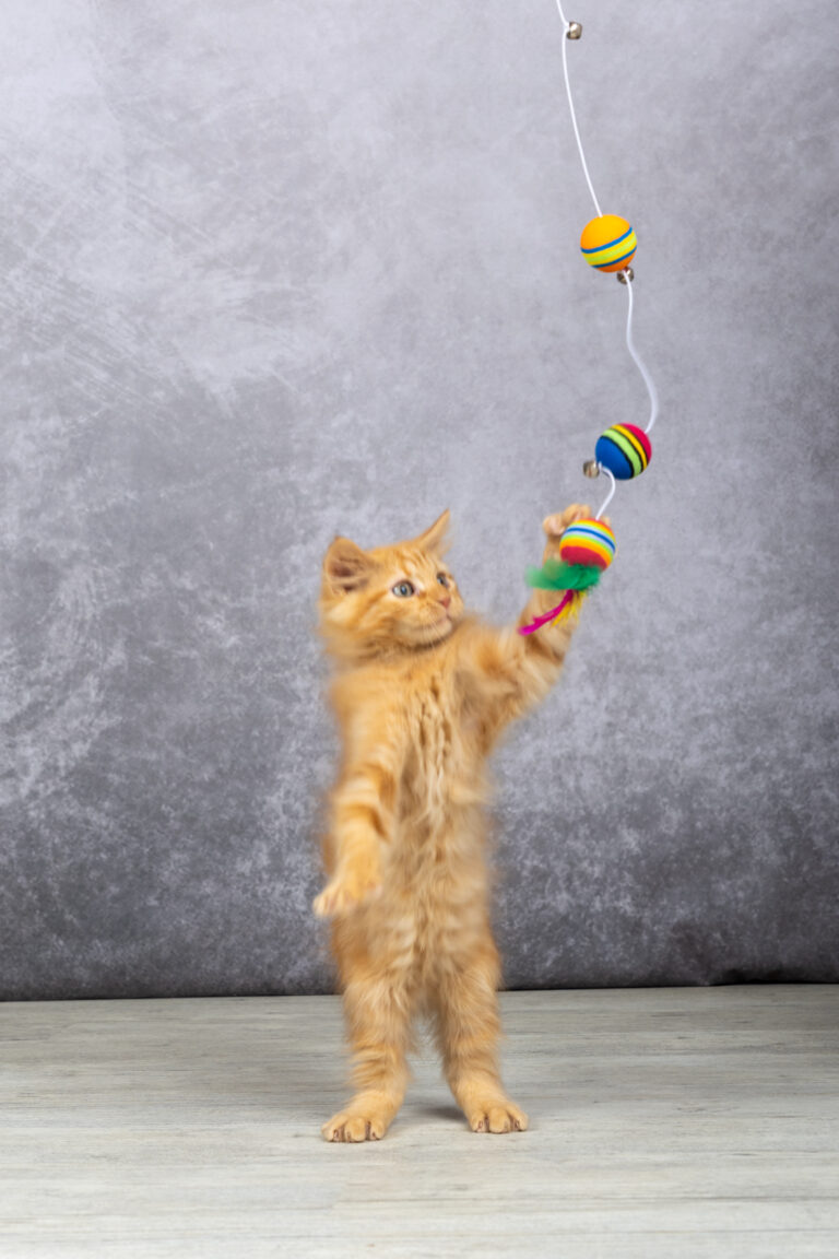 Yuzu et Yellow : petits jumeaux chaton roux en train de jouer pris en studio photo