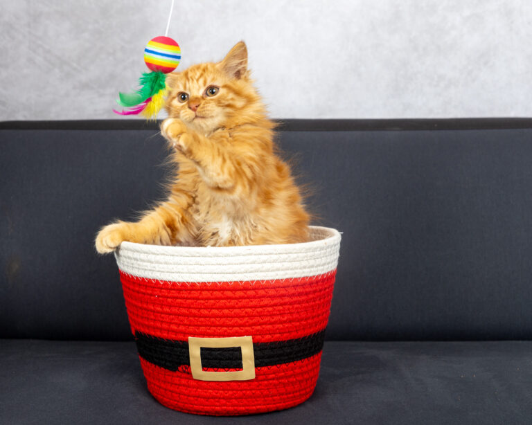 Yuzu et Yellow : petits jumeaux Chaton pris en studio photo dans un panier de Noël