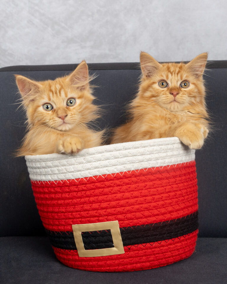 Yuzu et Yellow : petits jumeaux Chatons pris en studio photo dans un panier de Noël