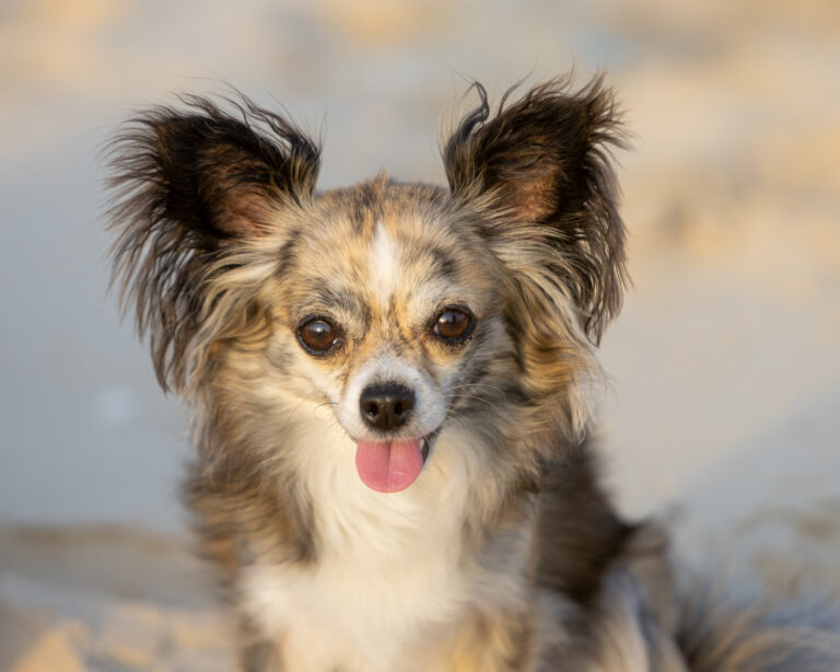 praline, chihuahua à poils longs sur la plage avec un flou d'arrière plan