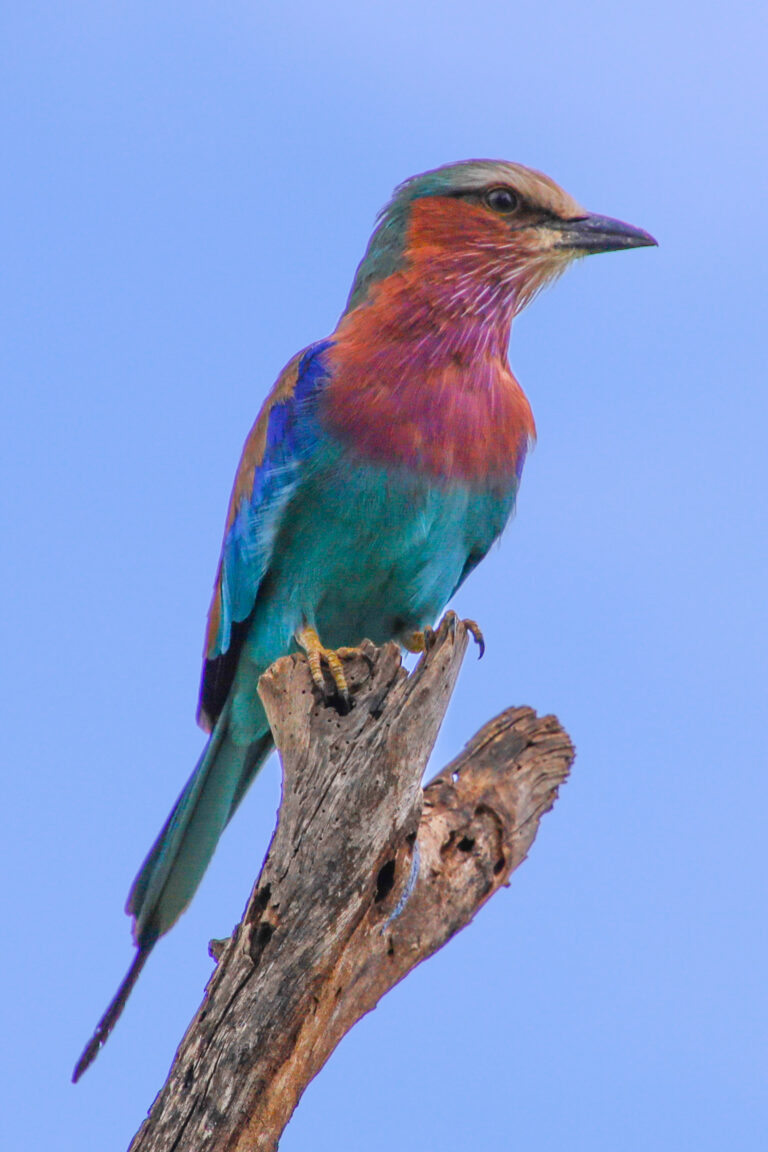 Oiseau Tanzanie