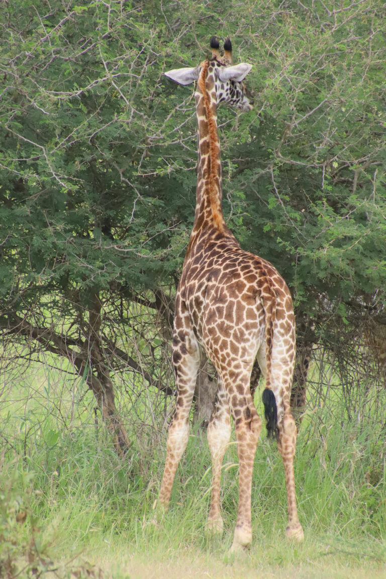 Girafe Tanzanie