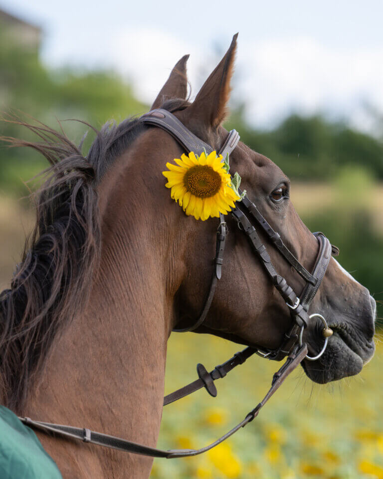 La ponette Lili et sa cavalière Océane posent dans un champ de tournesols en été, complicité et douceur au rendez-vous imprimer ses photos