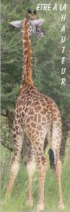 Marque-page animaux recto-verso avec lion au recto et girafe au verso, photos prises lors d’un safari en Tanzanie, avec citations inspirantes