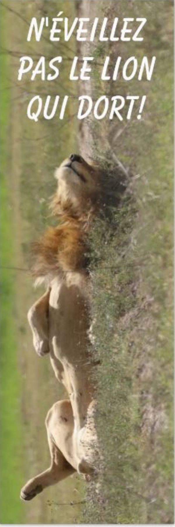Marque-page animaux recto-verso avec lion au recto et girafe au verso, photos prises lors d’un safari en Tanzanie, avec citations inspirantes