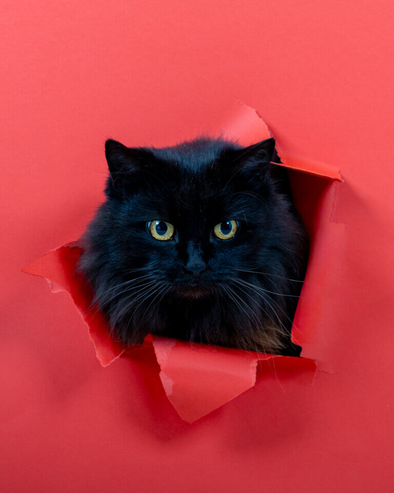 Swahili, chat photographié en studio dans un décor de Noël avec papier rouge et mise en scène festive