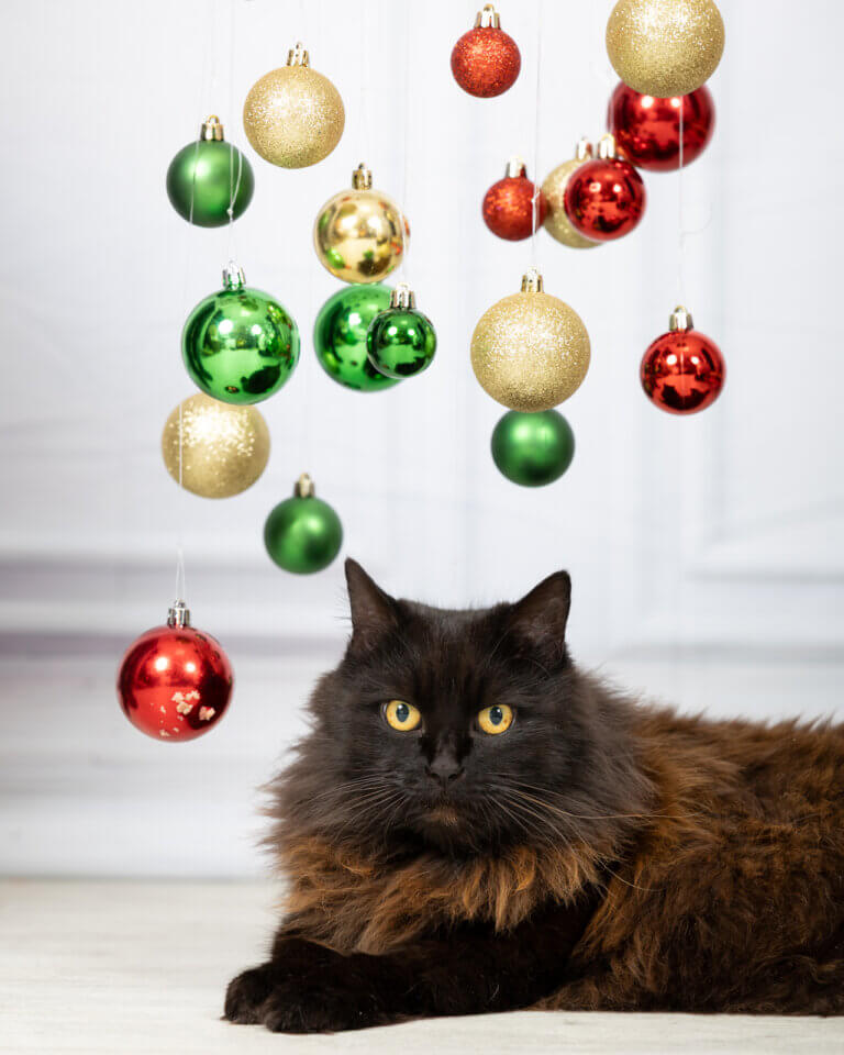 Portrait de Swahili, jolie chatte noire en studio, dans un décor de Noël avec boules suspendues