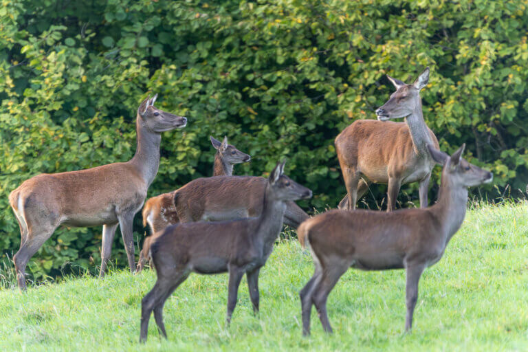 biches brame cerf photo faune sauvage automne foret france
