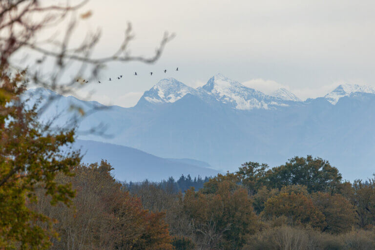 grues vol pyrenees photo oiseaux migration montagne france