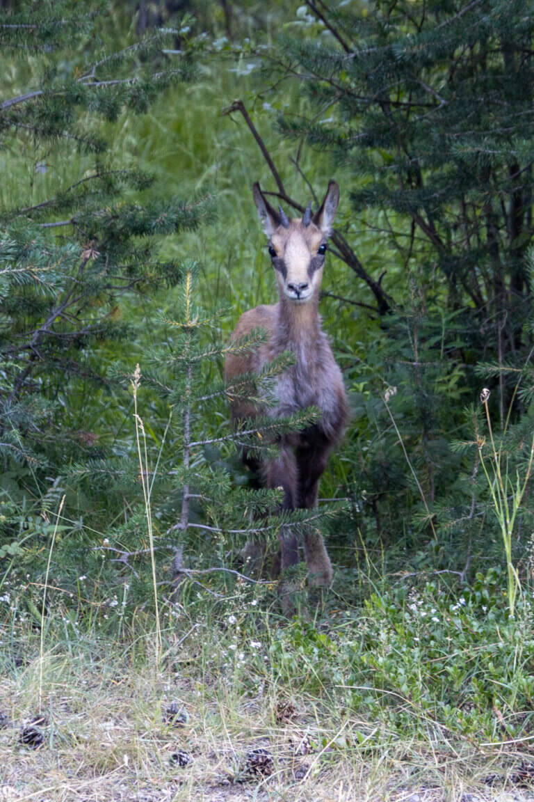 jeune izard pyrenees photo animal montagne faune sauvage france