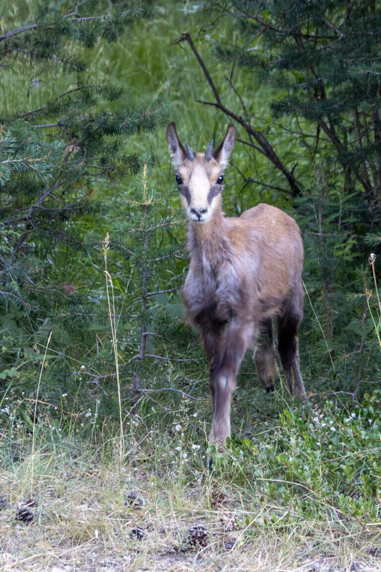 izard pyrenees photo animal montagne faune sauvage france