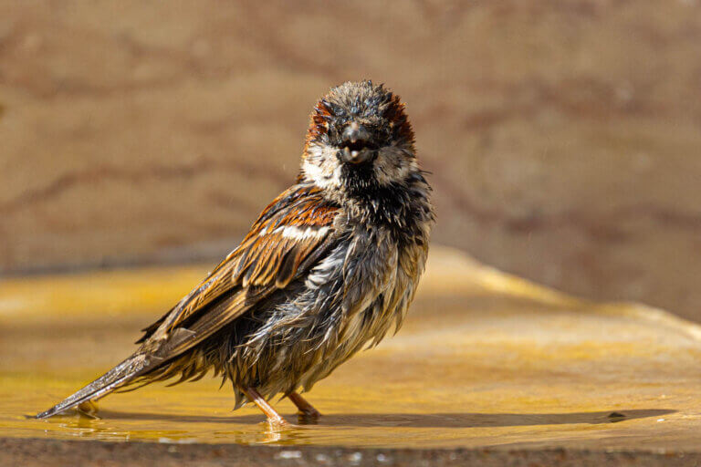 moineau photo oiseau nature france faune sauvage