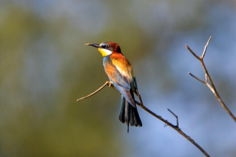 guepier europe branche photo oiseau nature france