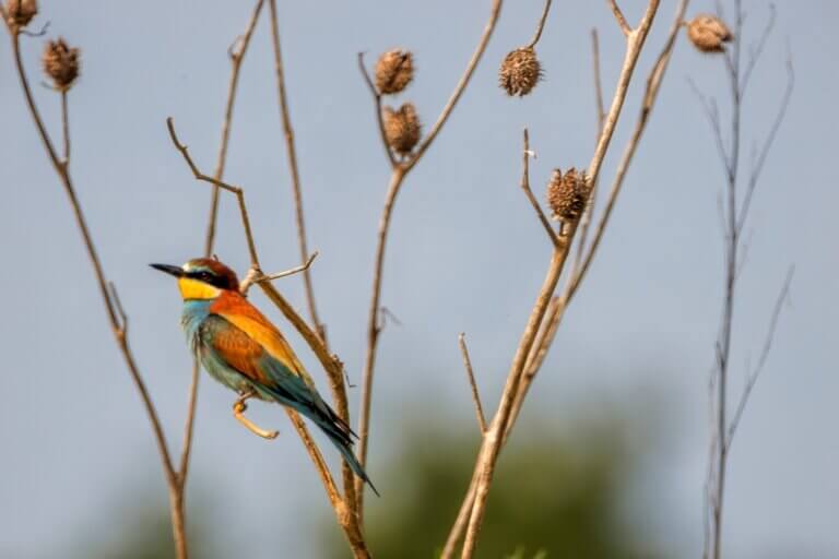 guepier europe chardon photo oiseau nature france