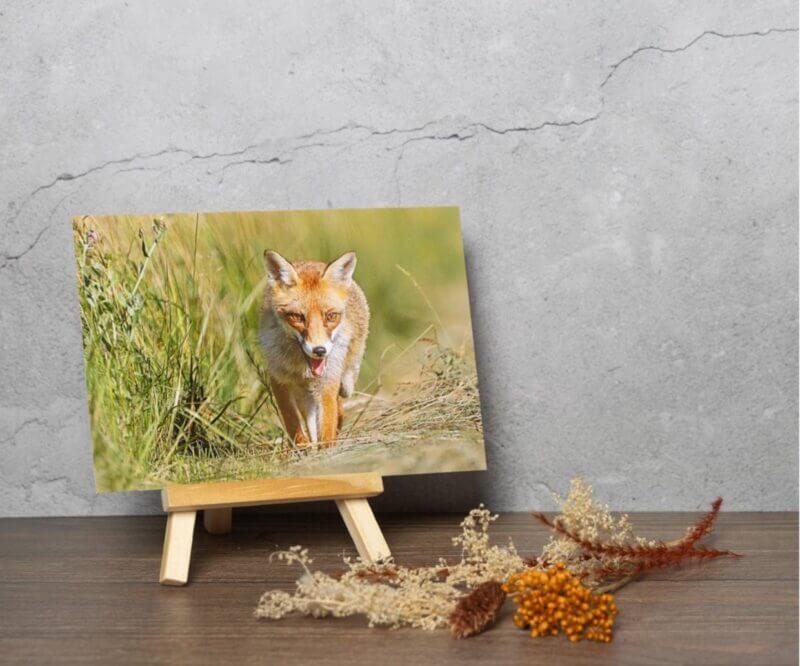 Carte postale - renard roux