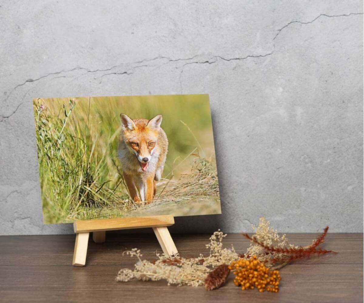 Carte postale - renard roux