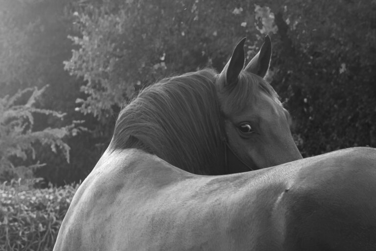 Portrait en noir et blanc d’un cheval tournant la tête vers son dos dans un environnement naturel.