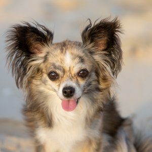 praline, chihuahua à poils longs sur la plage avec un flou d'arrière plan